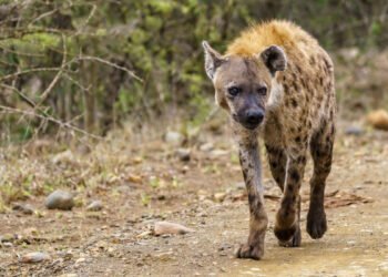 Female spotted hyena in a clan