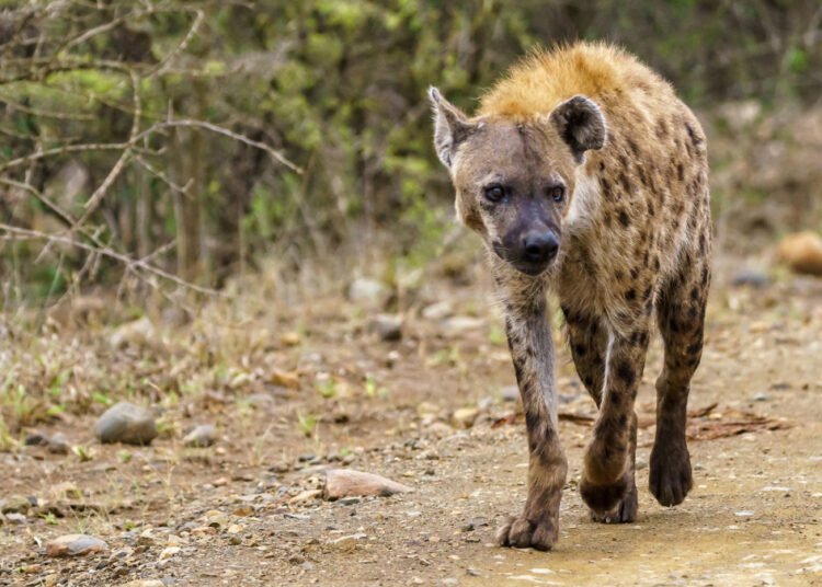 Female spotted hyena in a clan