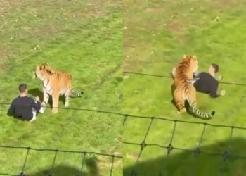 Tiger at Yorkshire Wildlife Park in England, where a man died after entering an enclosure.